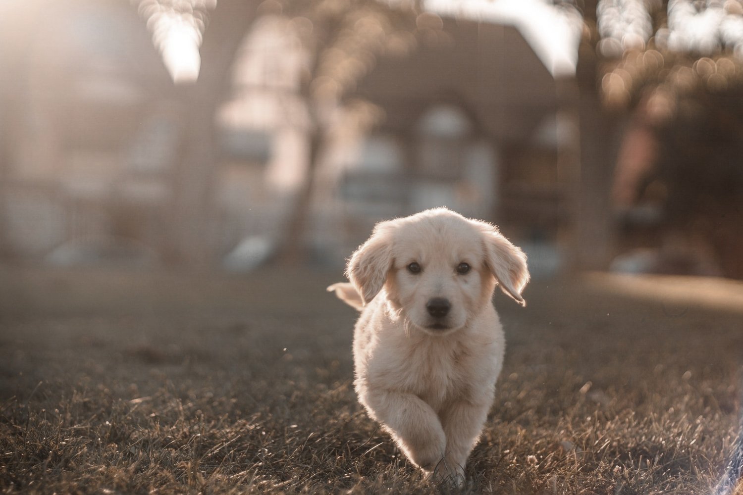 How Pets Help to Nourish your Microbiome + Health