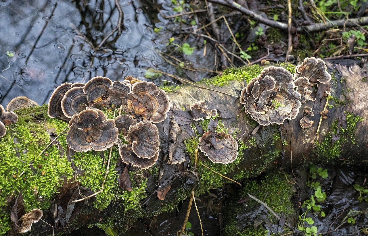 Fall Mushrooms and the Magic of Microbial Metabolism - October 2023